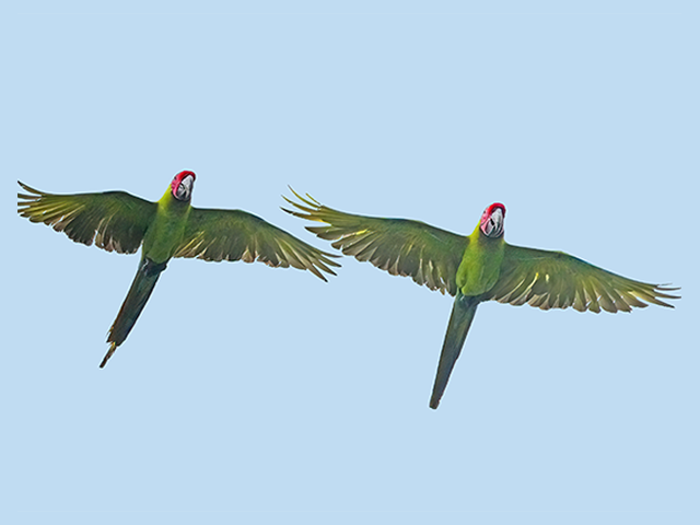 Great Green Macaws by Alan Lenk